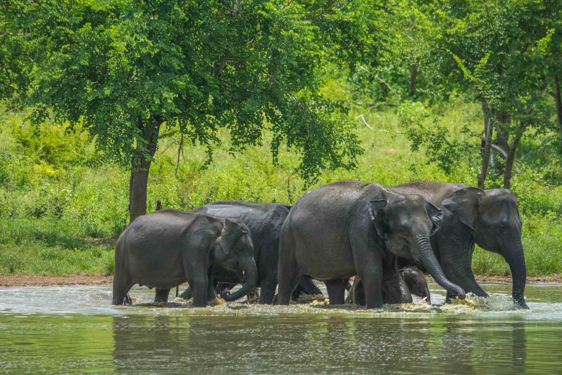 PM Modi calls for commitment to protecting elephants on World Elephant Day